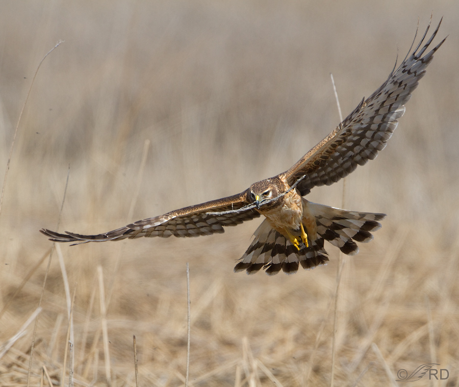 Northern Harrier with nesting material