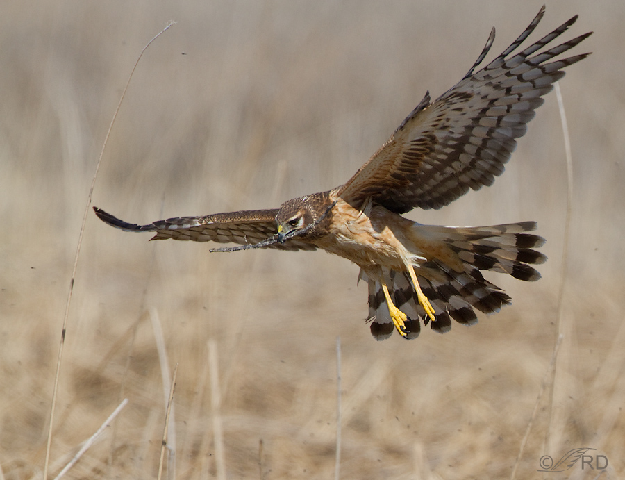 Northern Harrier with nesting material