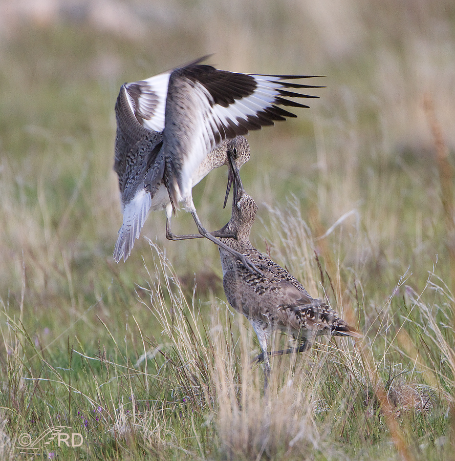 Fighting Willets