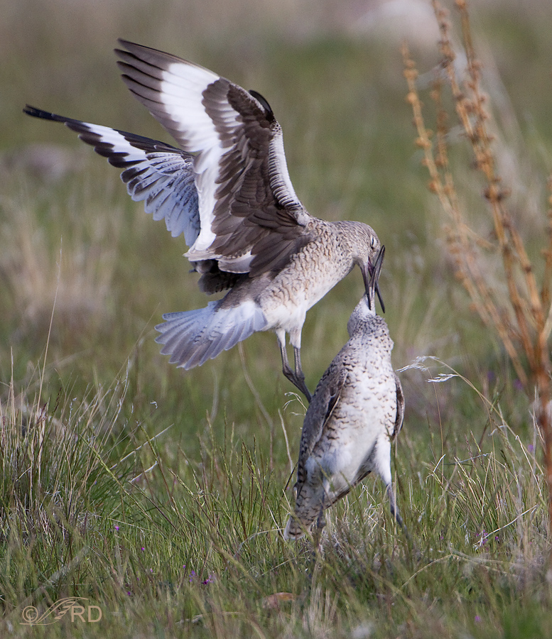 Fighting Willets