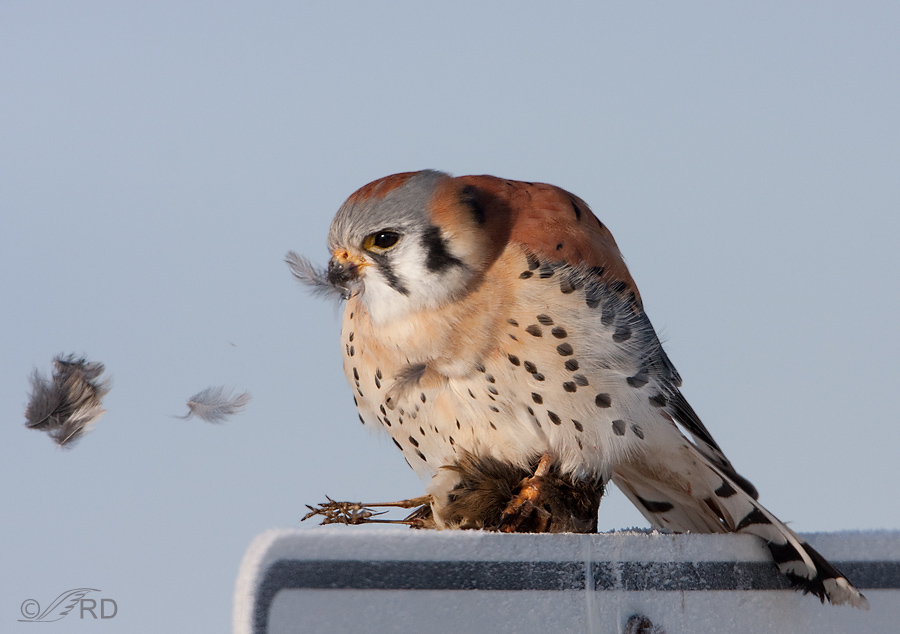 American Kestrel male with sparrow 3042