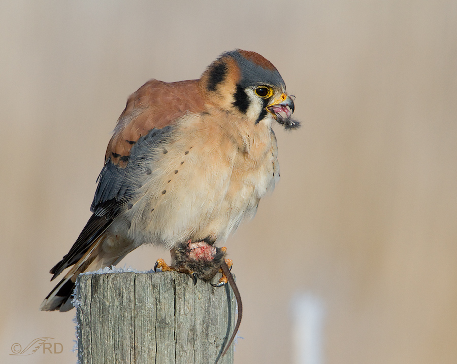 American Kestrel male with mouse