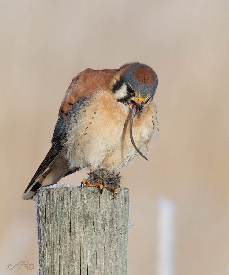 American Kestrel male with mouse