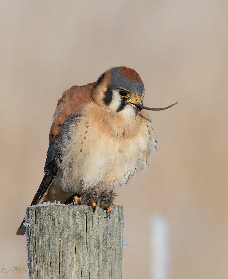 American Kestrel male with mouse 6063