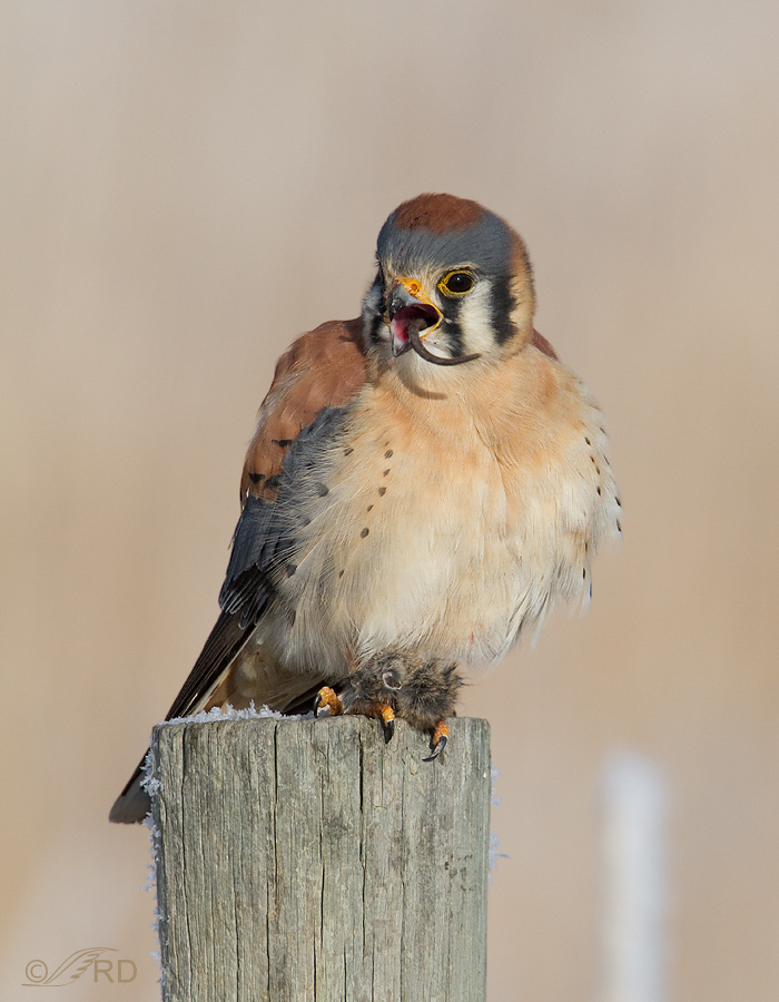 American Kestrel male with mouse 6069