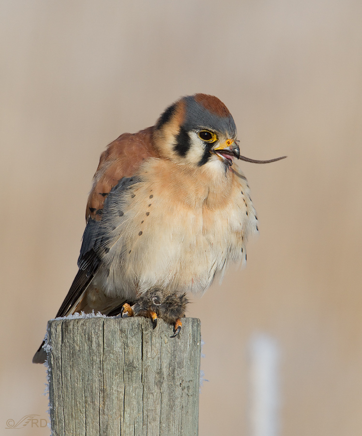 American Kestrel male with mouse 6071