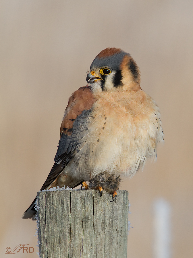 American Kestrel male with mouse 6086
