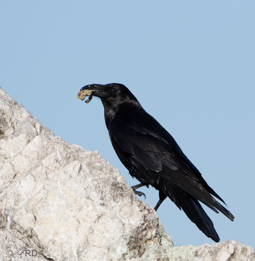 Common Raven with eggshell 9578