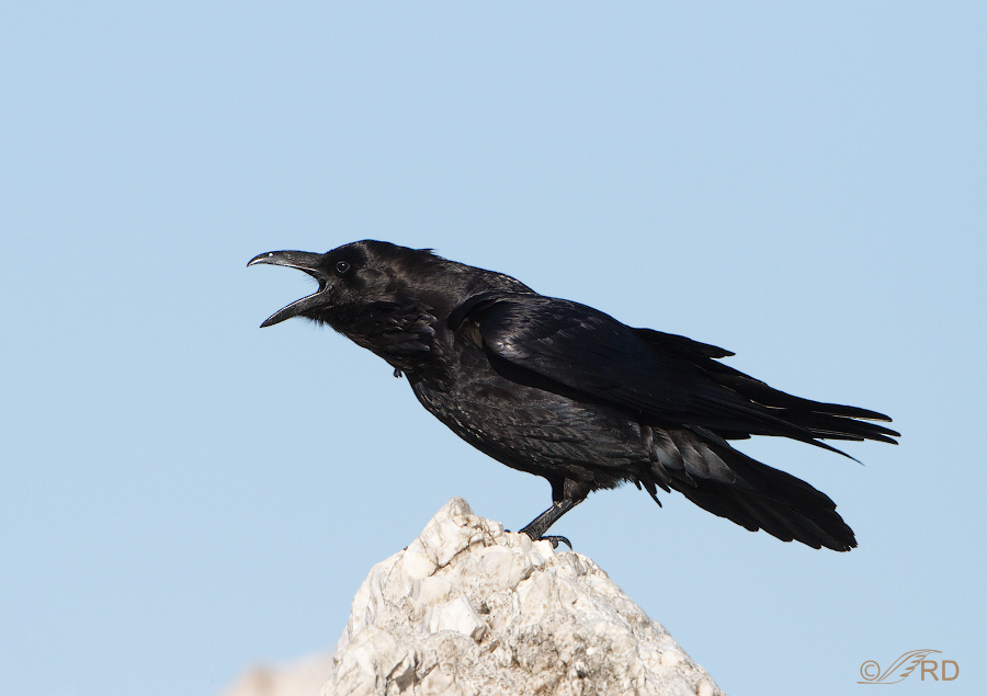 Common Raven calling