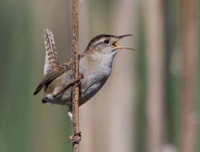 Marsh Wrens of Bear River Migratory Bird Refuge – Feathered Photography