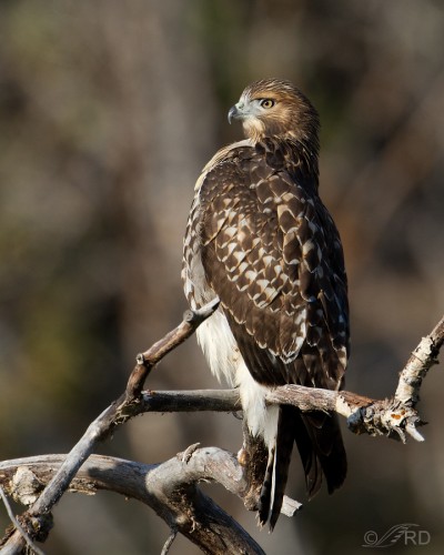 Red-tailed Hawks of Utah’s West Desert – Feathered Photography