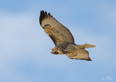 Red-tailed Hawks of Utah’s West Desert – Feathered Photography