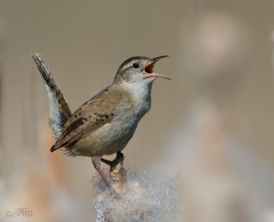 “Baiting” – A Matter of Definition and Ethics – Feathered Photography