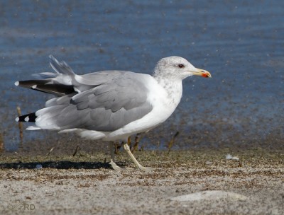 Brine Fly Feeding Frenzy at the Great Salt Lake – Feathered Photography