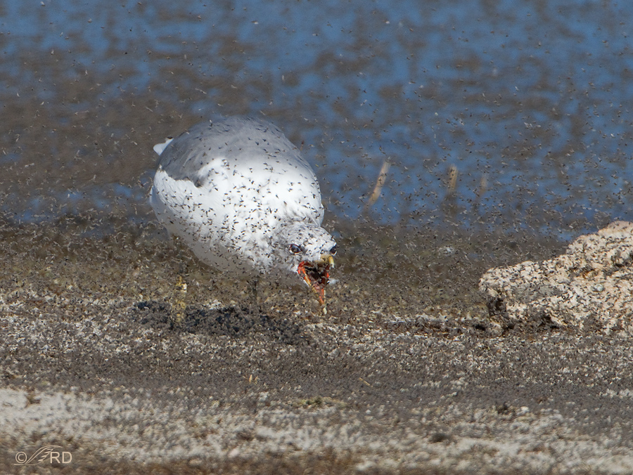 Brine Fly Feeding Frenzy at the Great Salt Lake – Feathered