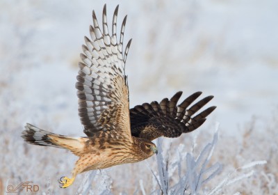 Strategies for Photographing Birds at Take-off – Feathered Photography