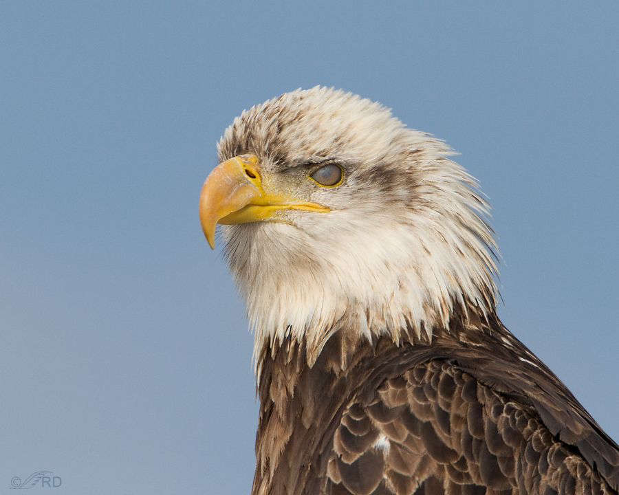 BirdNote: The Eagle Eye