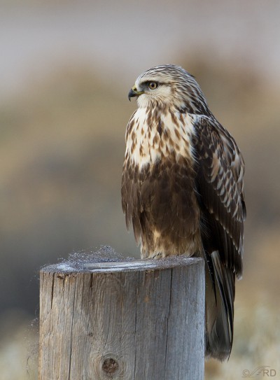 A Very Cooperative Rough-legged Hawk – Feathered Photography