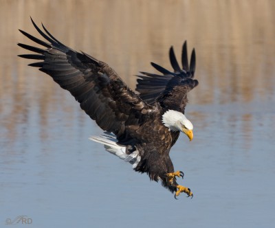 Just A Shot That I Like… #11, Bald Eagle In A Dramatic Flight Posture ...