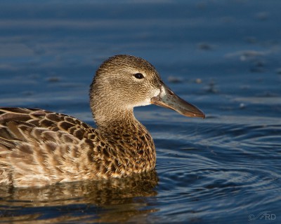 Catch Lights in Bird Photography – Feathered Photography