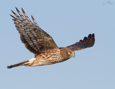 Northern Harrier In Flight – Feathered Photography