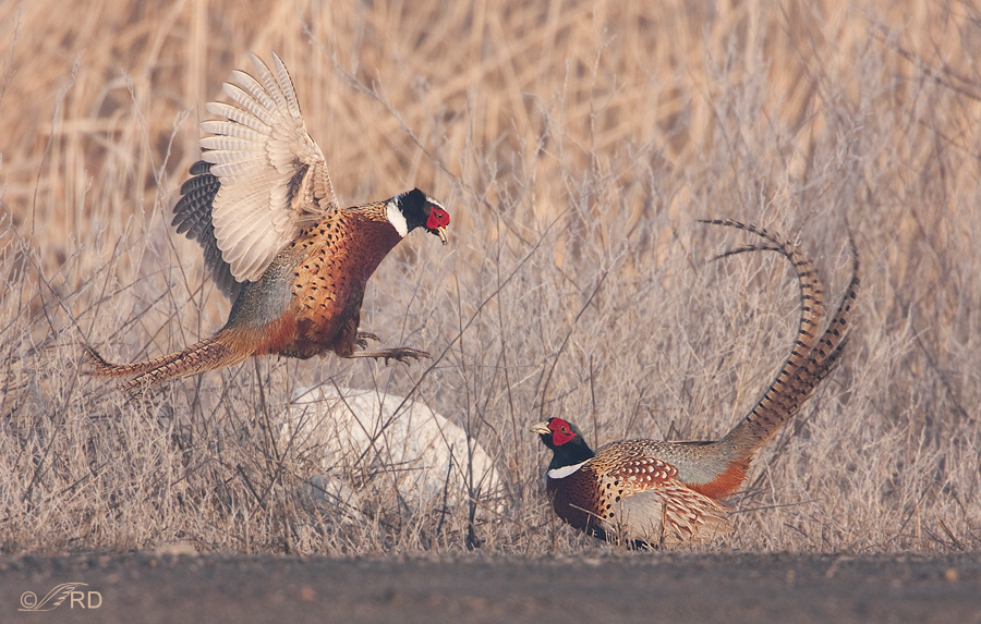 Pheasant flattering with the wings - common pheasant - ring-necked pheasant  - male (Phasianus..., Stock Photo, Picture And Rights Managed Image. Pic.  IBR-262427 | agefotostock