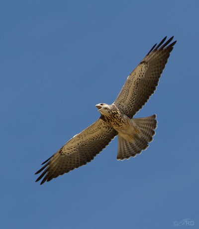 Swainson’s Hawk – Feathered Photography