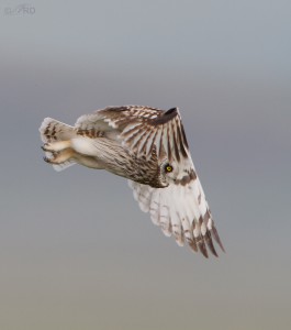 Short-eared Owl Hunting From A Post – Feathered Photography