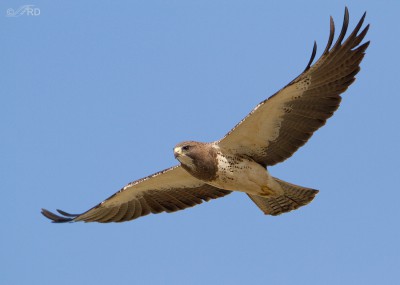 The Swainson’s Hawks Are Finally Back – Feathered Photography