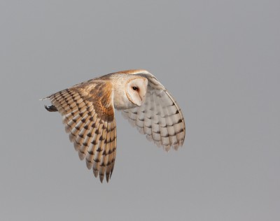 Barn Owl In Flight – Feathered Photography