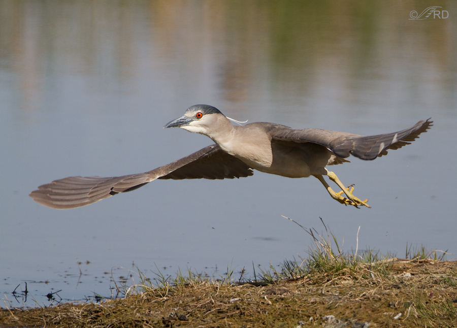 black-crowned-night-heron-8619