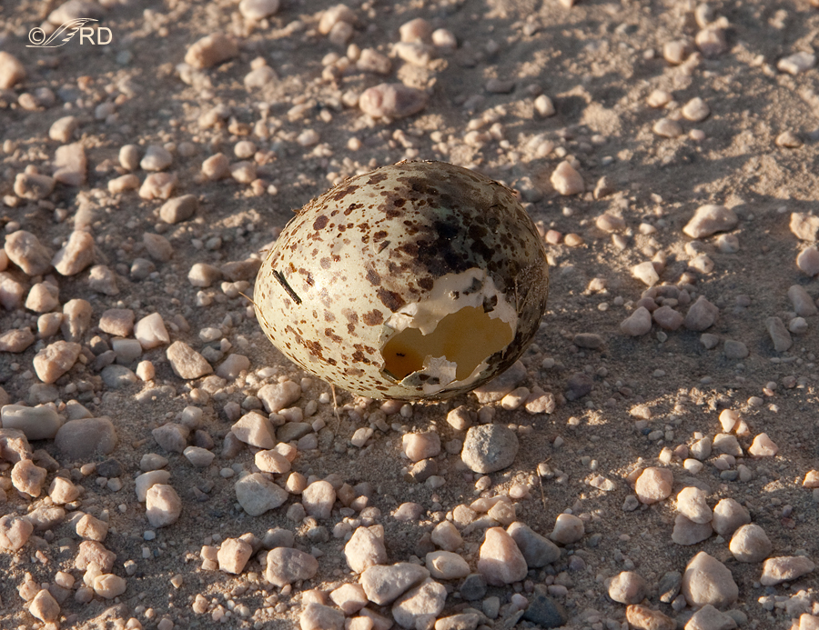 curlew-egg-8194
