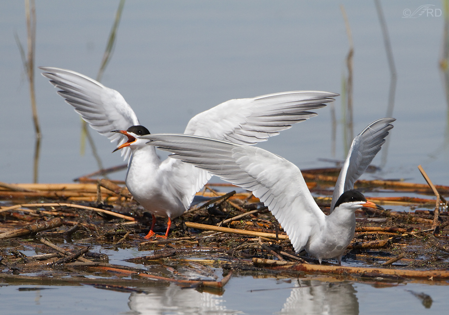 forsters-terns-8826
