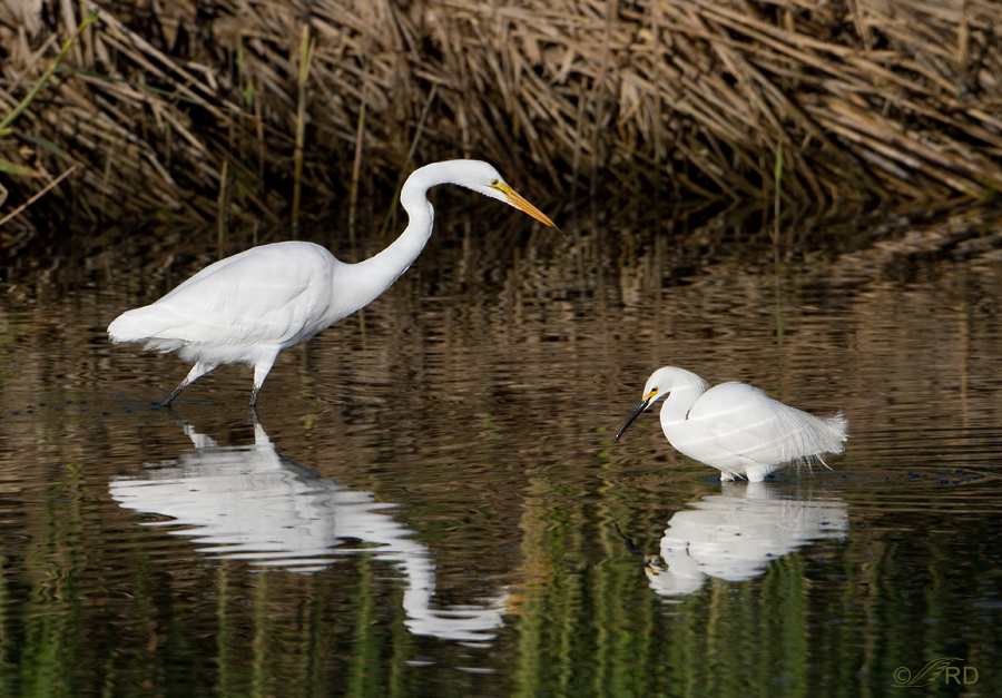 great-and-snowy-egrets-7766