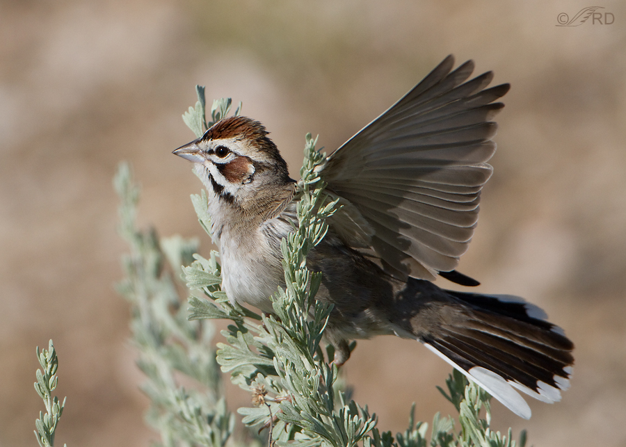 lark-sparrow-1402