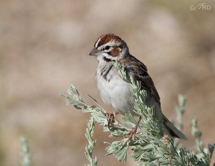 lark-sparrow-1420