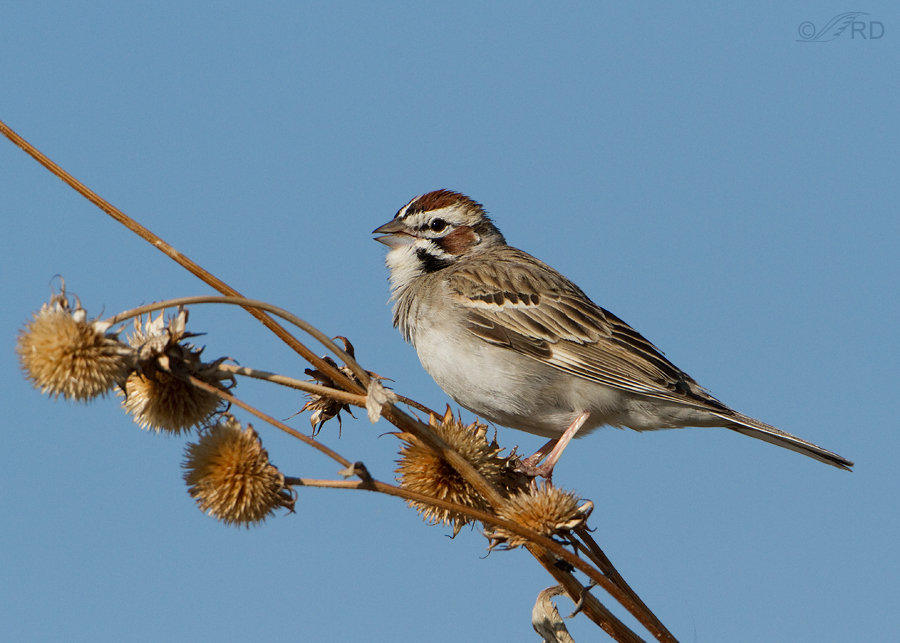 lark-sparrow-1511