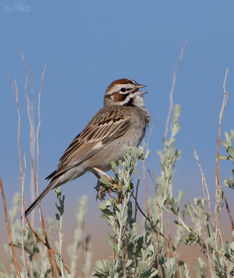 lark-sparrow-1563