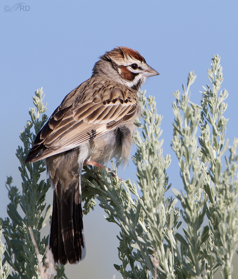 lark-sparrow-1598