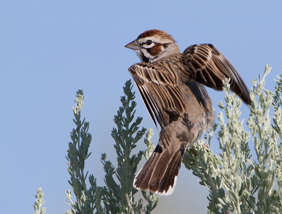 lark-sparrow-1601