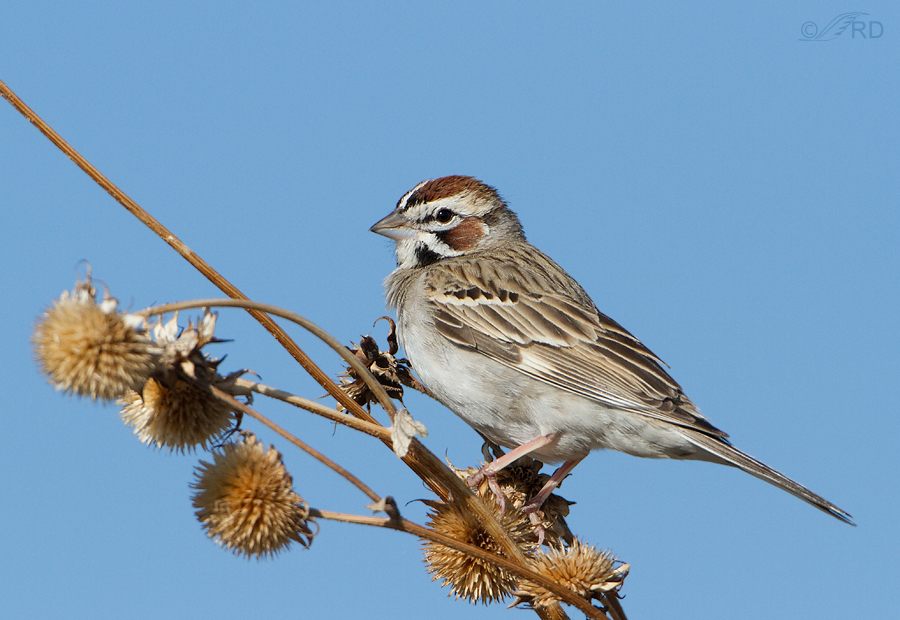 lark-sparrow-1621