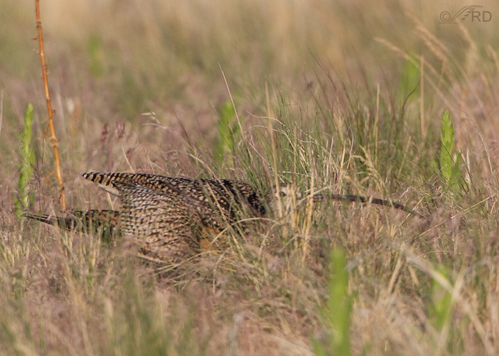 long-billed-curlew-2050
