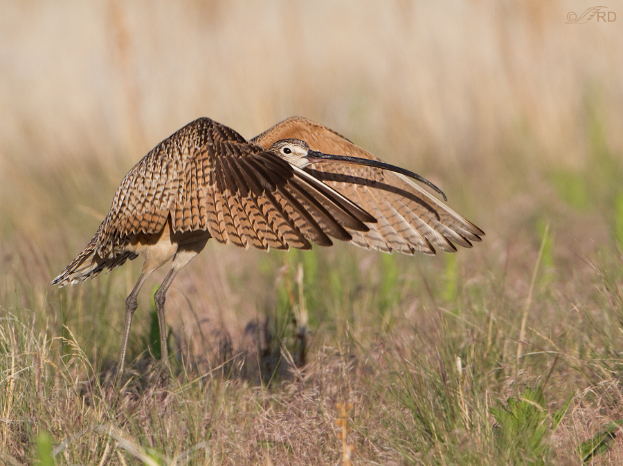 long-billed-curlew-2052