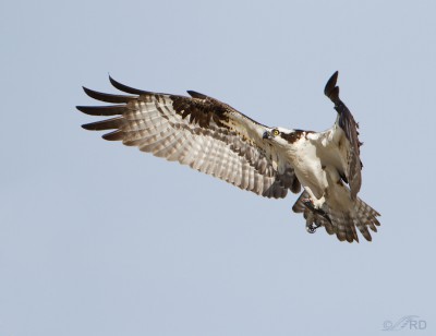 Nesting Osprey Of Flaming Gorge – Feathered Photography