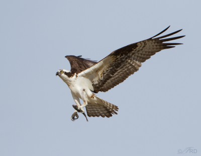 Nesting Osprey Of Flaming Gorge – Feathered Photography