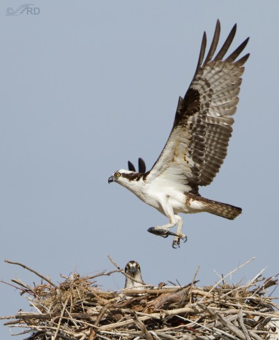 Nesting Osprey Of Flaming Gorge – Feathered Photography