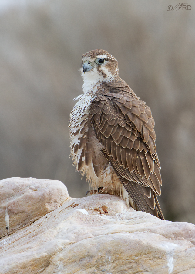 prairie-falcon-1253