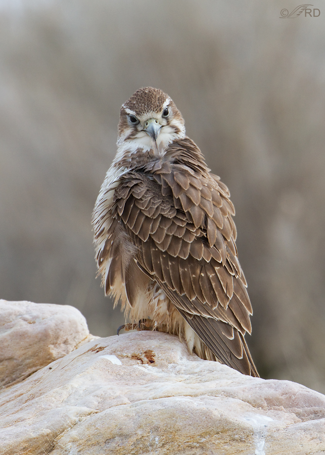 prairie-falcon-1270