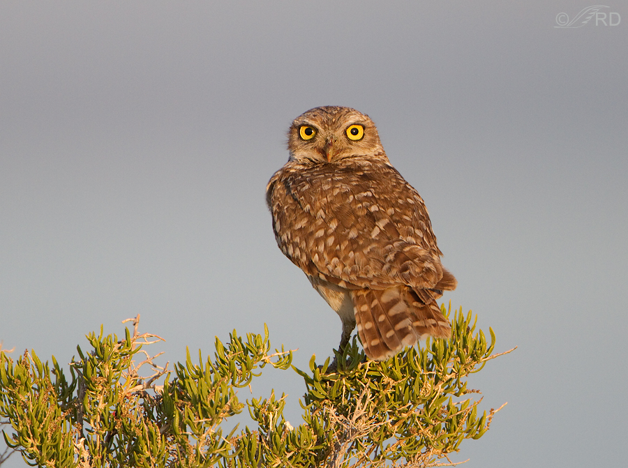 burrowing-owl-0281