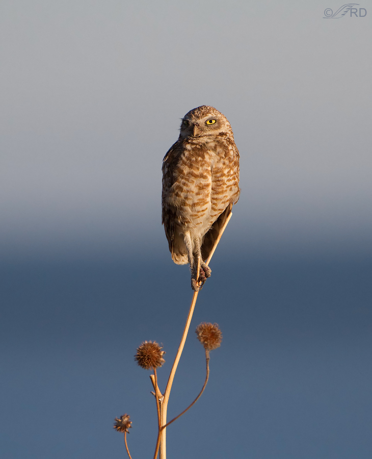 burrowing owl 2064 ron dudley